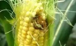玉米病虫害,玉米病虫害防治策略与案例分析