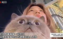 吃瓜娱乐猫,揭秘娱乐圈背后的趣味故事