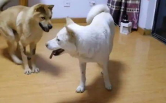 娱乐吃瓜酱忠犬,吃瓜酱的忠实伴侣