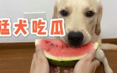 娱乐吃瓜蛋仔名字大全,趣味横生的昵称盛宴
