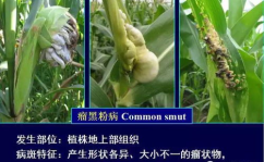玉米病虫害,玉米病虫害防治策略与案例分析