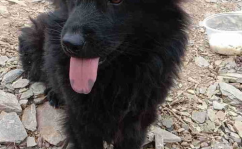 黑熊犬,神秘与勇猛并存的犬种传奇