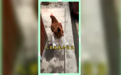 八卦娱乐是吃瓜群众的,揭秘吃瓜群众的狂欢盛宴