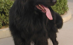 黑熊犬,神秘与勇猛并存的犬种传奇