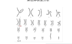 染色体怎么检查,染色体检查的全面解析