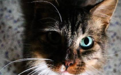 吃瓜娱乐酱社恐猫,揭秘社交恐惧的萌宠——社恐猫的日常生活