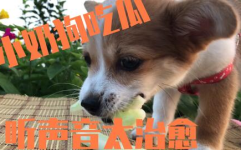 娱乐吃瓜酱小动物,揭秘小动物界的趣味故事